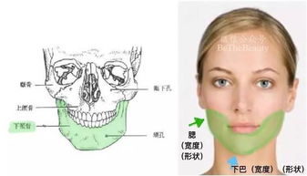 看了很多分析,还是弄不清楚自己的脸型 看完这篇100 可以懂 