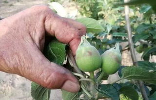苹果树疏花疏果的作用及技术要点,苹果疏花有什么技巧