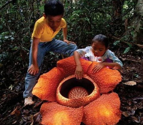 世界上最大的花 大王花 此花无叶 无根无茎,成濒临灭绝植物