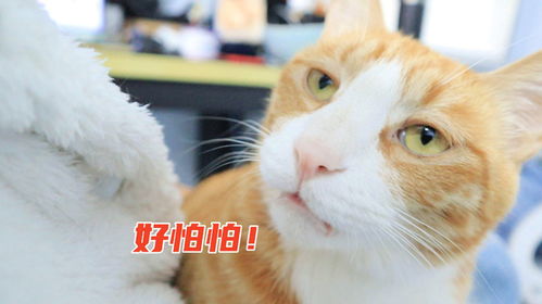 养一只绿茶小猫是什么体验,狗子离它两米远,就开始大声叫