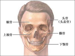 下颌骨和下颚骨有区别吗 