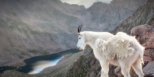 世界上有一种会 飞檐走壁 的山羊,在5000米的悬崖上生活