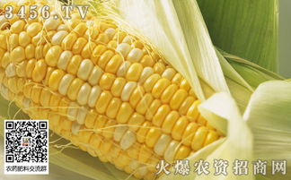 彩糯17322玉米品种的特征