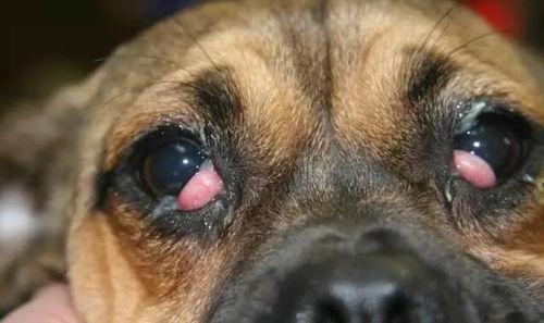 狗狗眼睛出现这 5种现象 ,主人就要注意了,严重的会变盲