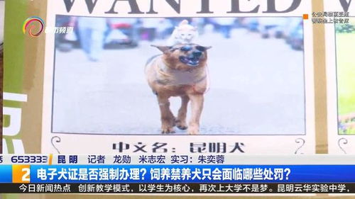 昆明犬主饲养了规定禁养的33种烈性犬,该咋办呢