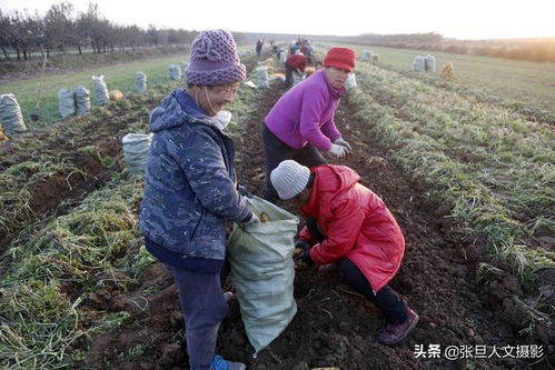 临汾农村50岁的胖媳妇 发财的运气真好 承包土地搞种植 种啥啥挣钱