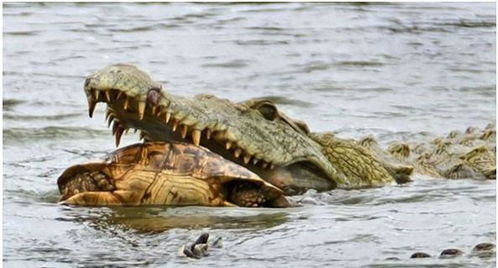 鳄鱼想要吃掉乌龟,无奈龟壳太硬吞不进去,只能当磨牙棒