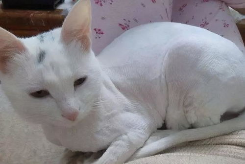给猫咪剃毛的5个坏处,连兽医也不建议给猫剃毛 
