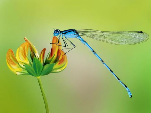 飞在唐诗宋词里的蜻蜓,轻盈如风,曼妙如水,哪一只点过你的湖心