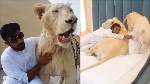 迪拜主播家里养老虎,真担心他被吃掉,粉丝关注竟是看他是否活着 