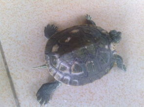 不是巴西龟但头部有白色花纹龟壳中间和两边都有凸起部分,这种乌龟叫什么？