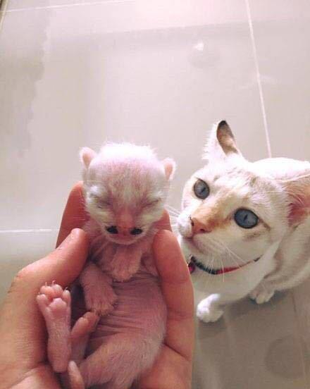 猫咪看着刚出生的孩子,一脸奇怪 他爸爸都没有这样子的胡子啊