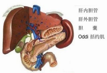 你知道胆囊息肉患者应该多吃一些什么呢 要学会多吃些有益的食物