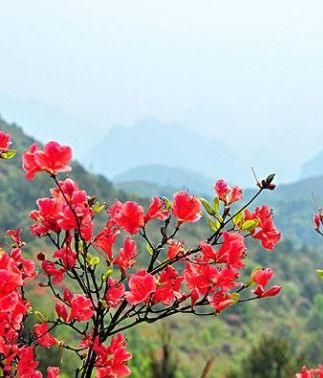 映山红冬天能栽活吗