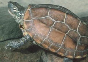 中华草龟可以去遛弯吗？