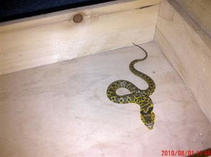 这条蛇叫什么名字 