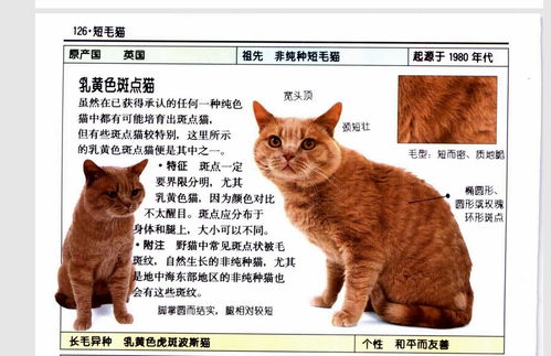 请问这只小橘猫是什么品种啊 