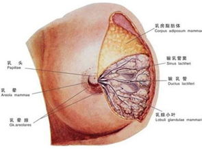 哺乳期发现乳腺肿块，医生建议做手术，检查良性还是恶性，怎么办(哺乳乳腺肿块自己消失吗)