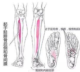 你的 萝卜腿 瘦下来了吗 