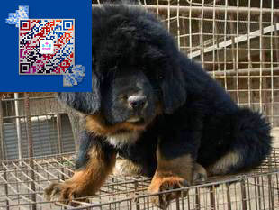 藏獒价格 藏獒多少钱一只 出售藏獒幼犬 纯种藏獒