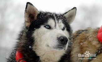 为什么萨摩耶犬, 阿拉斯加, 哈士奇是雪橇三傻 