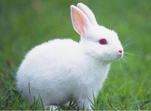 1987年7月出生的属兔人命运好不好
