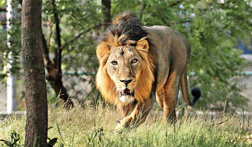 中国有狮子吗 亚洲这块密林,首次发现3只母狮带着7只幼崽喝水
