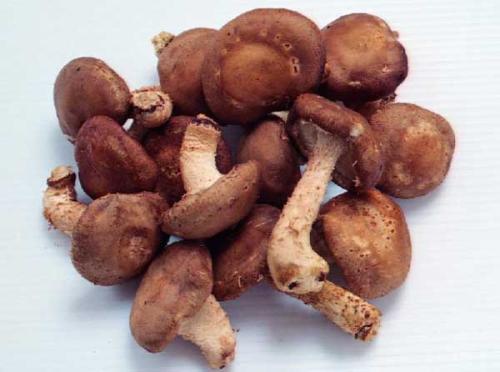 香菇的营养价值 香菇有什么营养价值及害处