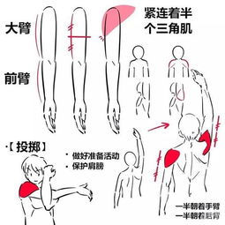 人物的胸腔怎么画 教你如何画出各个角度胸腔的画法