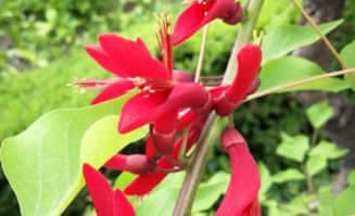 龙牙花的盆栽养护方法,辣椒树开什么花？