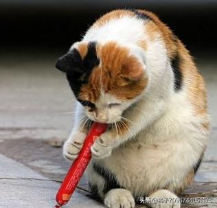猫可以吃火腿肠吗 猫能吃火腿肠吗