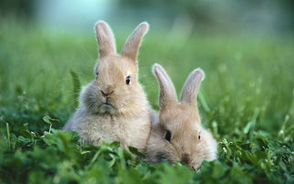 兔子能吃米饭吗,兔子最爱吃的10种食物