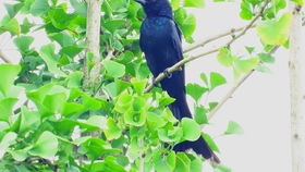 黑卷尾鸟的叫声|萌宠（黑卷尾鸟能养熟吗）