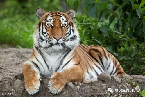 生肖虎 2月份这些地方不要去,请僻而远之