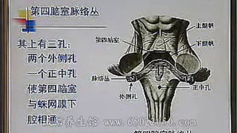 人体解剖学 – 