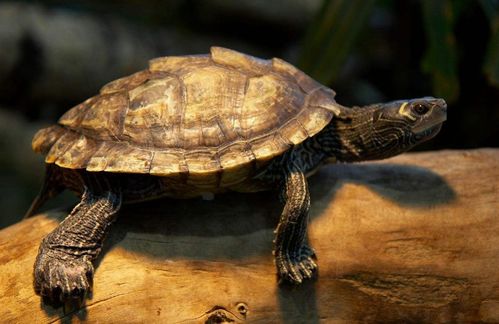 鳄龟的几种主要疾病和防治方法