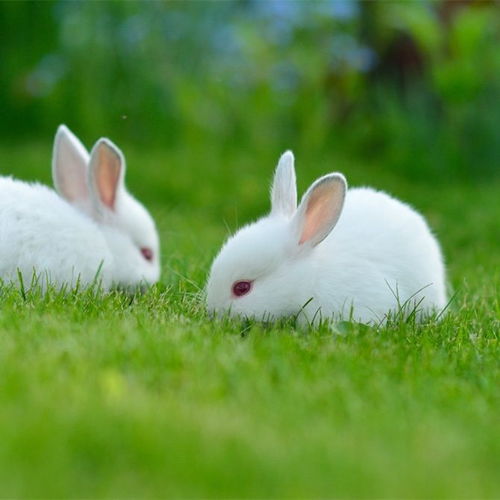 小白兔宠物兔活体新西兰比利时家兔大白兔巨型肉兔可繁殖兔苗包邮