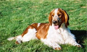 威尔斯激飞猎犬 英文名 Welsh Springer Spaniel 