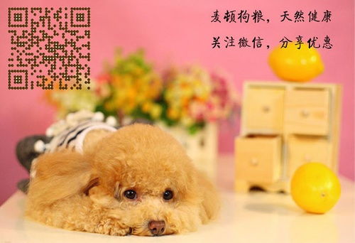 贵宾犬吃什么狗粮便便不臭 