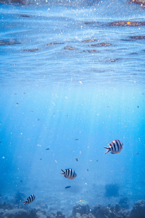 海洋资源最丰富的是哪个大洋,海洋生物最丰富的海洋是哪个？(图1)