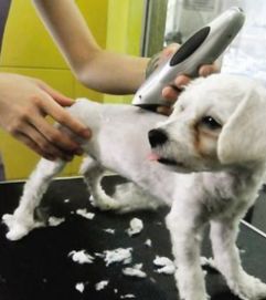 泰迪狗怎么剪毛 