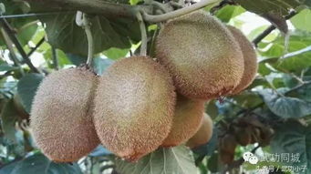 猕猴桃什么时候成熟,湖北黄冈猕猴桃几月份成熟