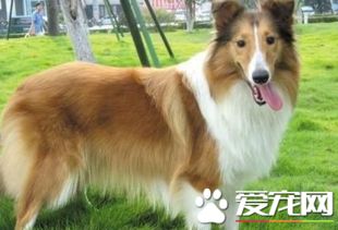 苏格兰牧羊犬的喂养 苏格兰牧羊犬喂食要点