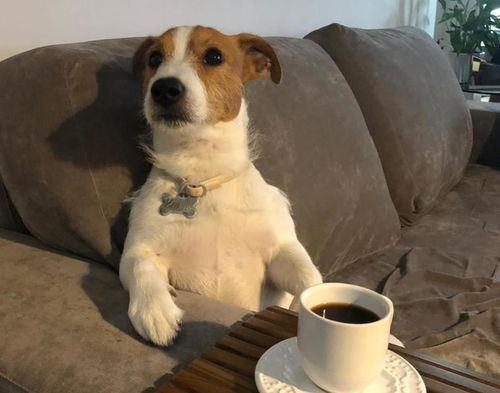 冷知识 狗能喝咖啡吗
