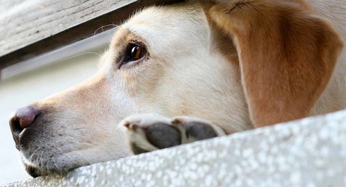 养狗人很容易忽视的10种疾病,你家的狗狗有中招吗