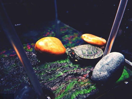 养龟怎么选缸 怎么养好巴西龟 养龟6件套你一个都不能少