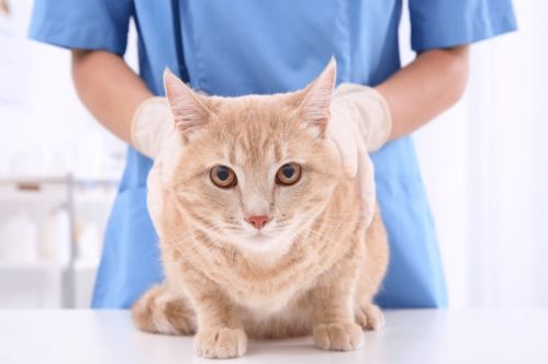 猫咪黄疸怎么治疗 猫咪黄疸用什么药