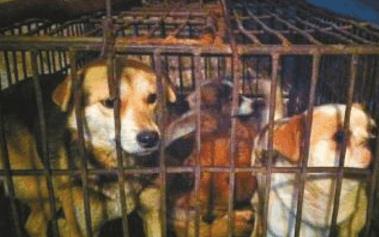 狗子被狗贩子捉到后, 被关在小笼子里, 结局只能用悲惨来形容