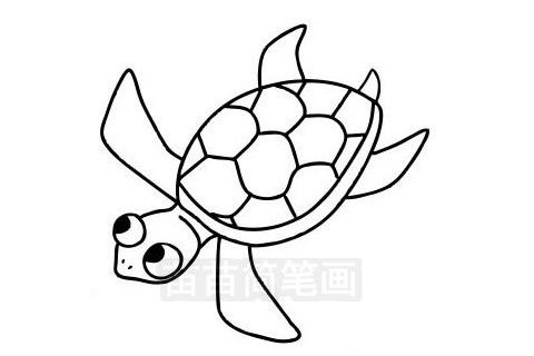 海龟简笔画图片大全 教程 