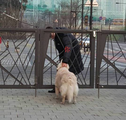 当你在街上看到一只狗的时候 快住手别摸秃噜皮了 